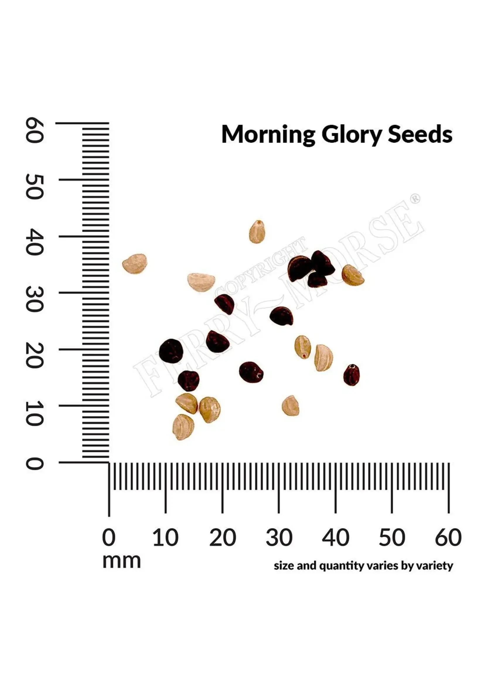 Ferry Morse Morning Glory - Heavenly Blue