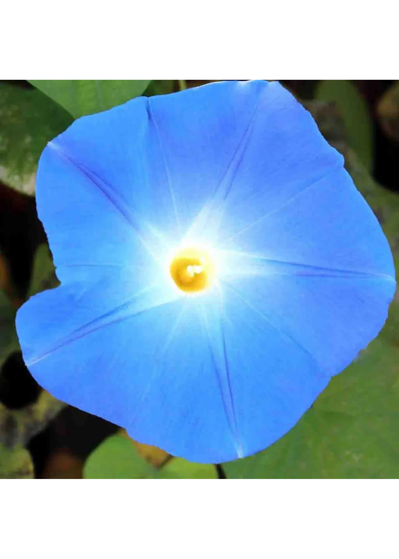 Ferry Morse Morning Glory - Heavenly Blue