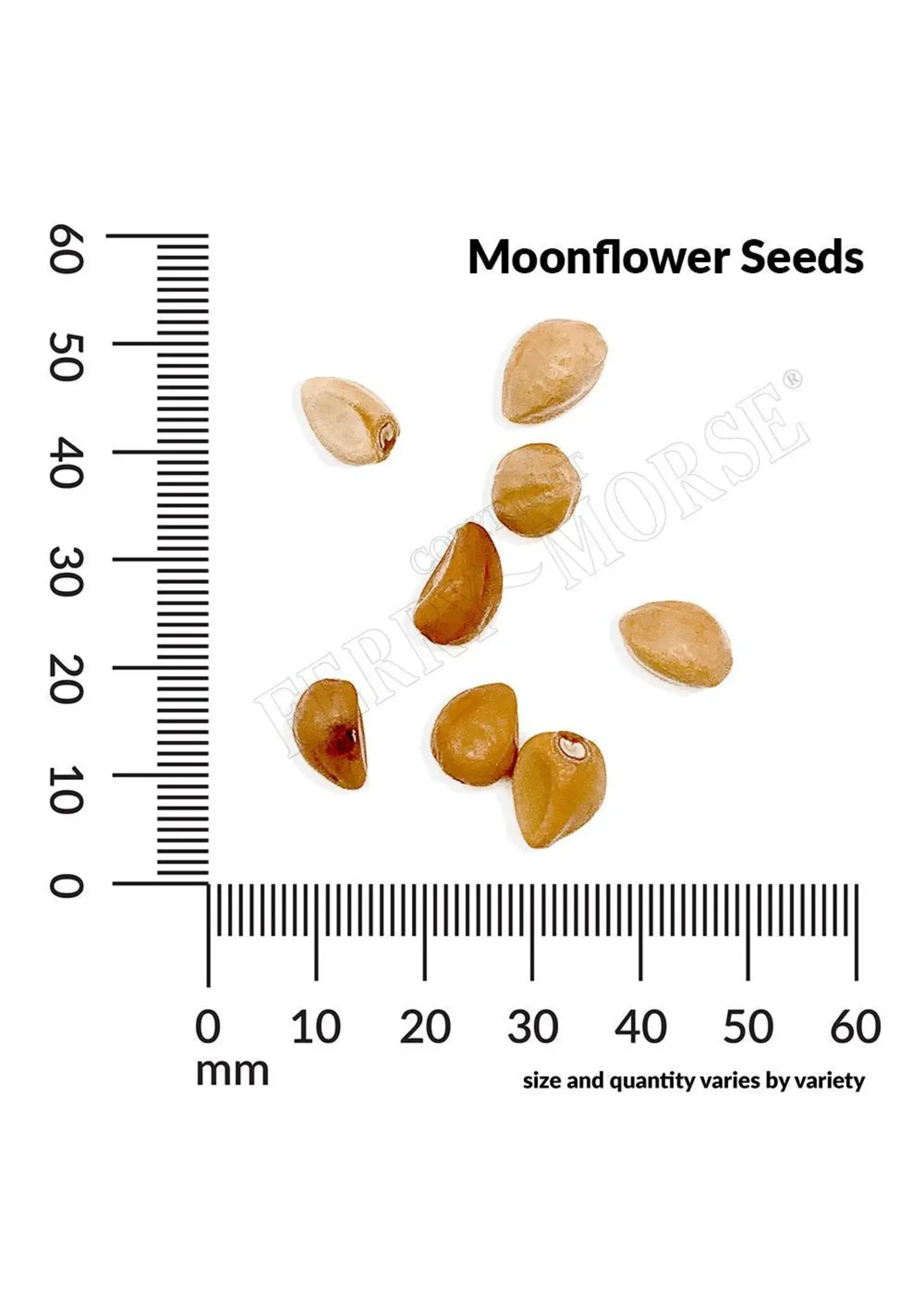 Ferry Morse Moonflower - Evening Glory