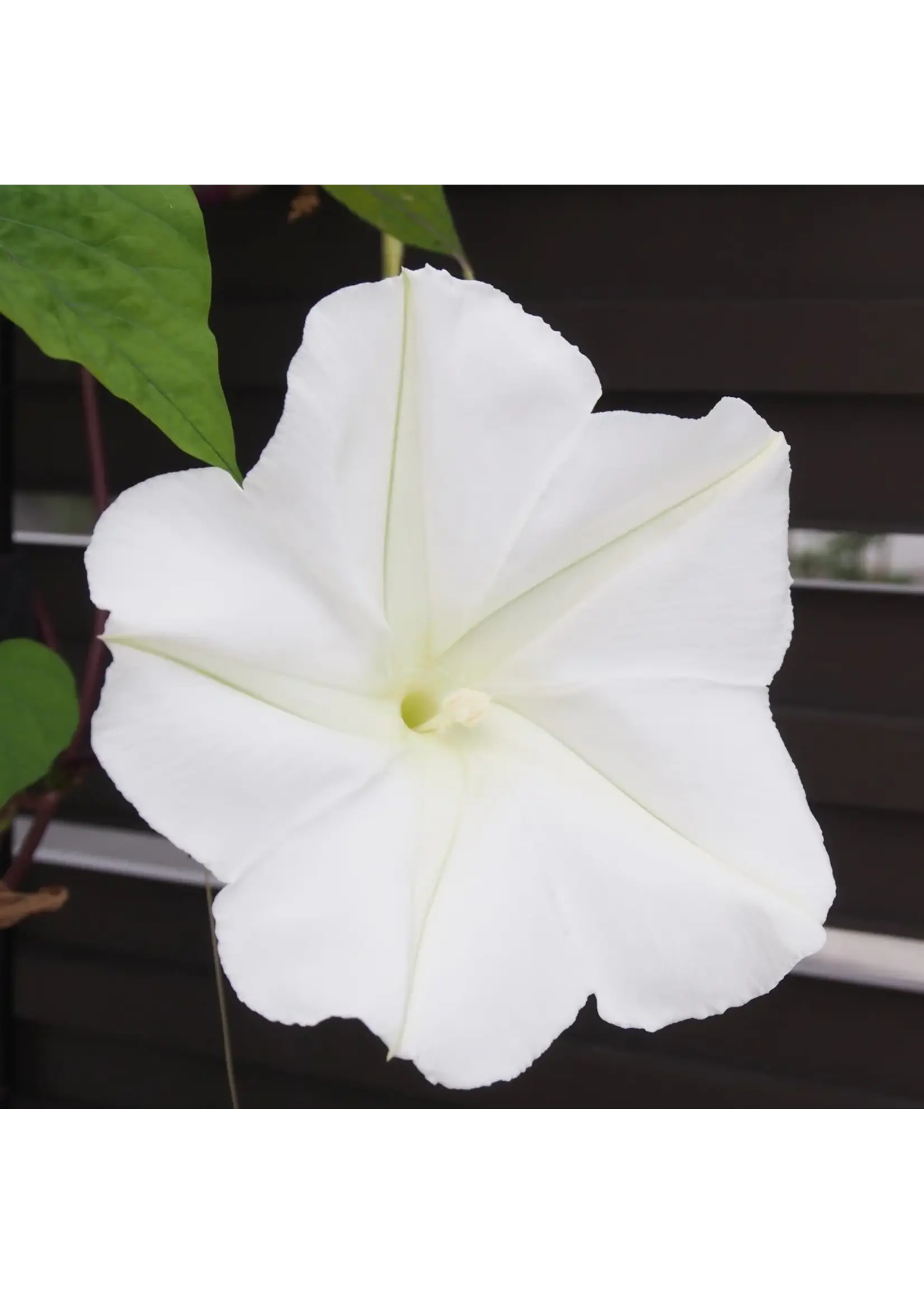 Ferry Morse Moonflower - Evening Glory