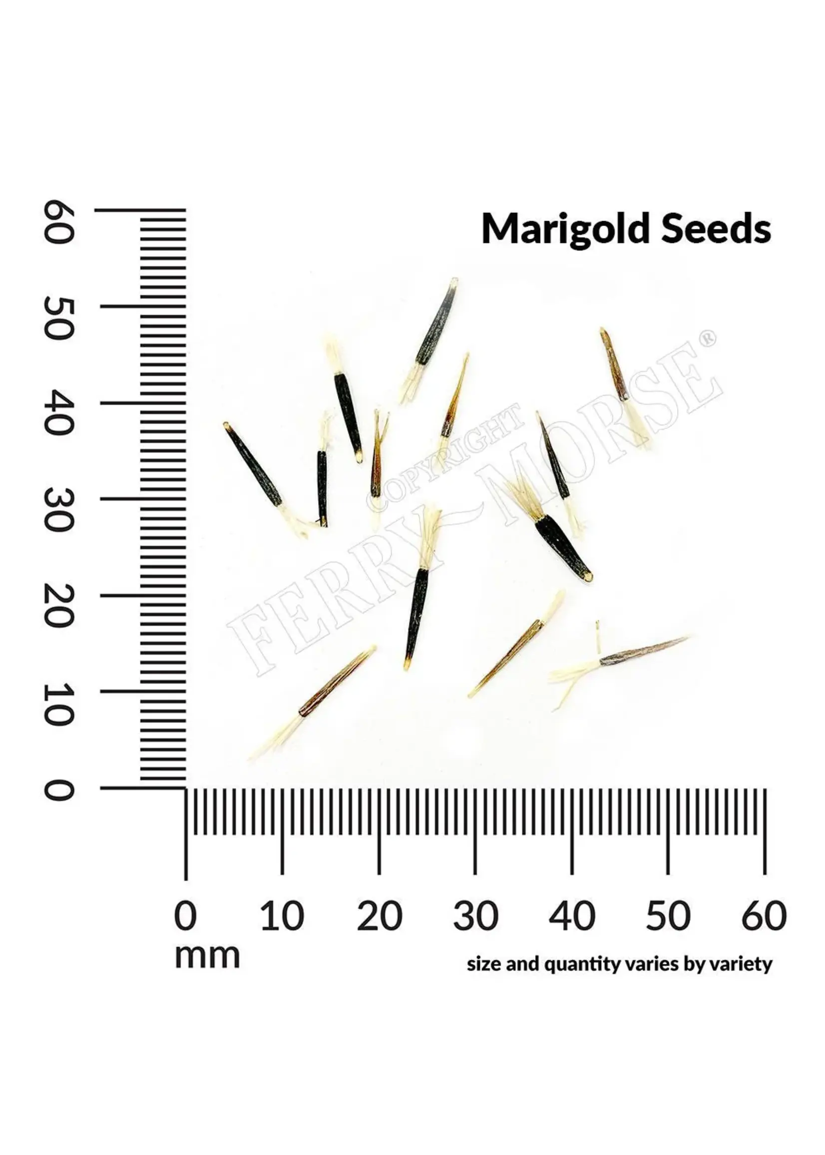 Ferry Morse Marigold - French Double Dwarf