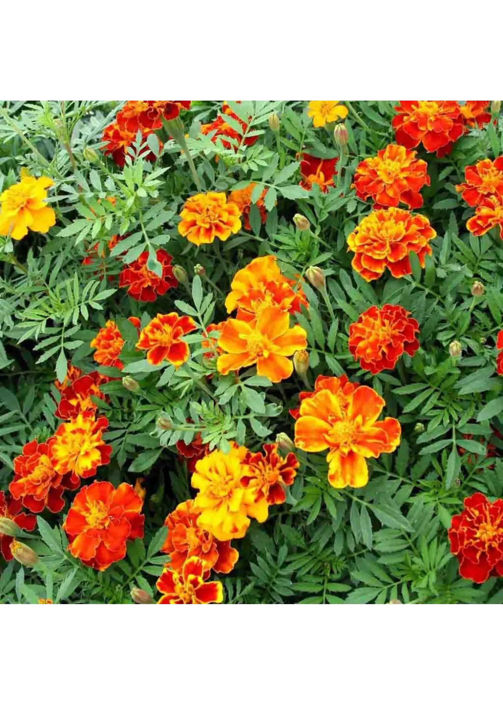 Ferry Morse Marigold - French Double Dwarf