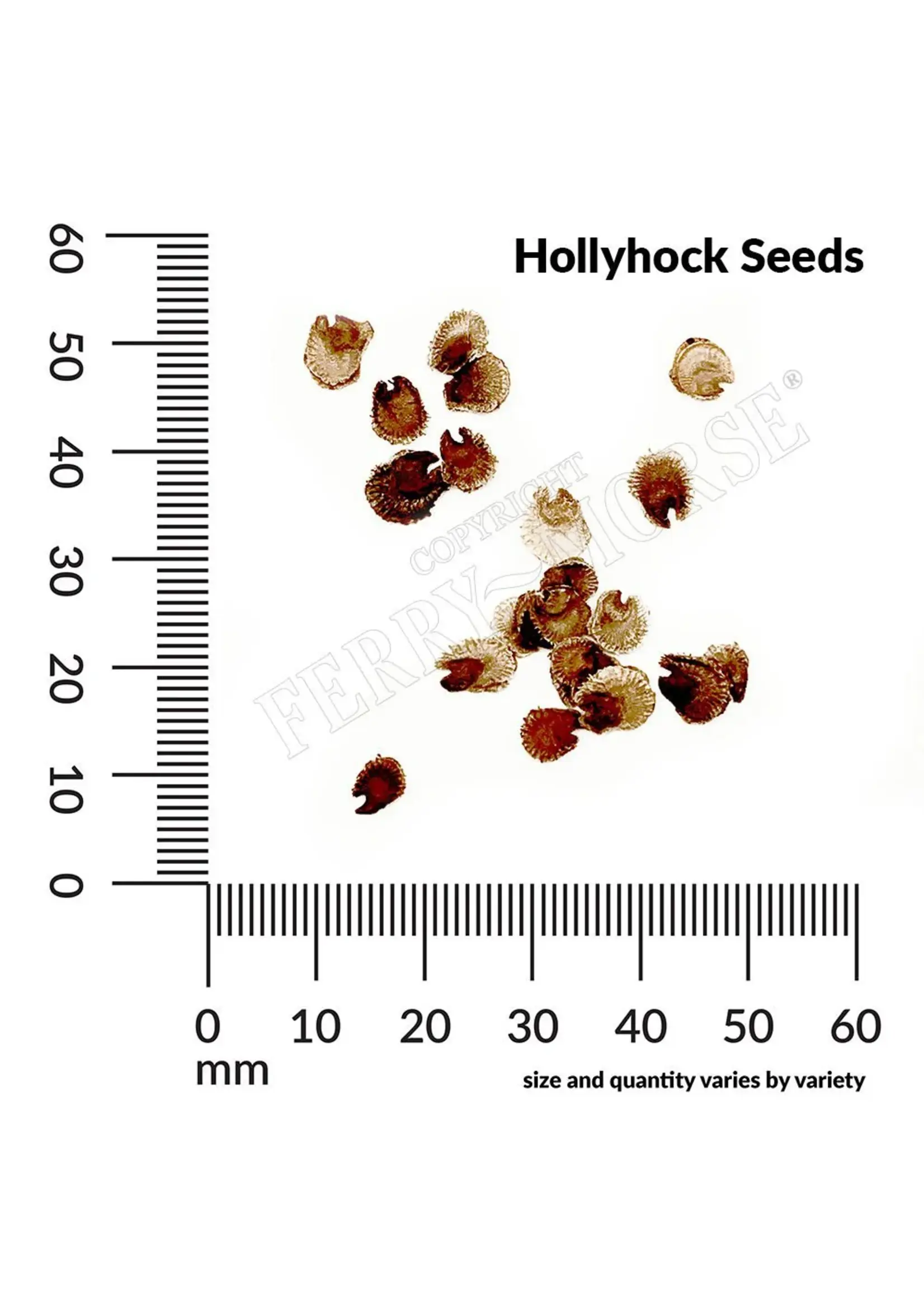 Ferry Morse Hollyhock - Summer Carnival Mixed Colors