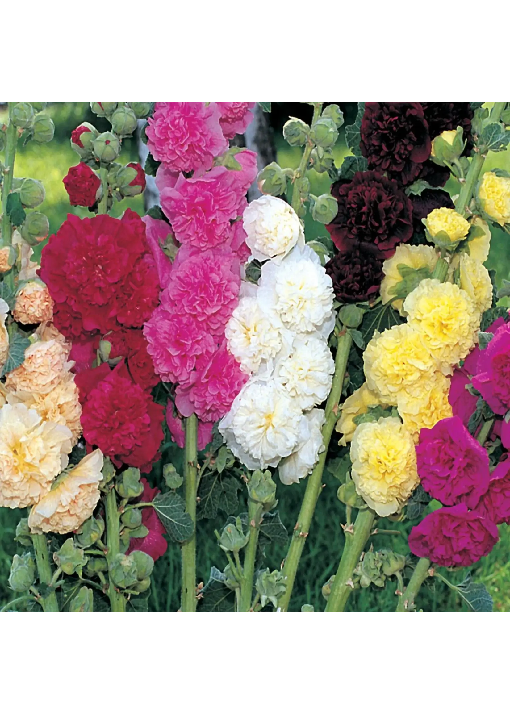 Ferry Morse Hollyhock - Summer Carnival Mixed Colors