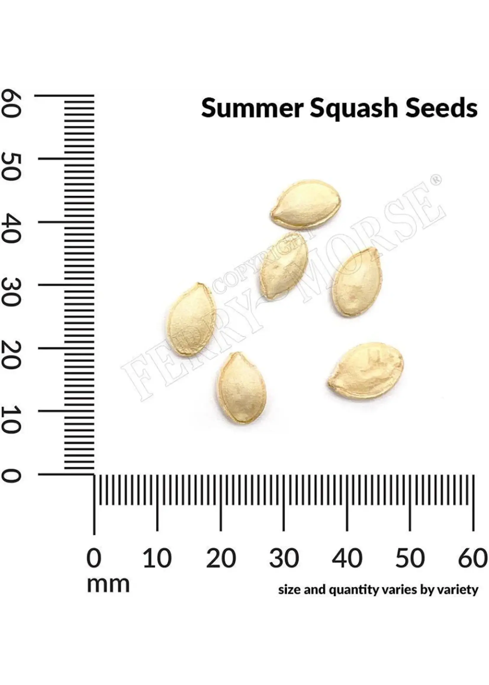 Ferry Morse Squash - Dixie Hybrid