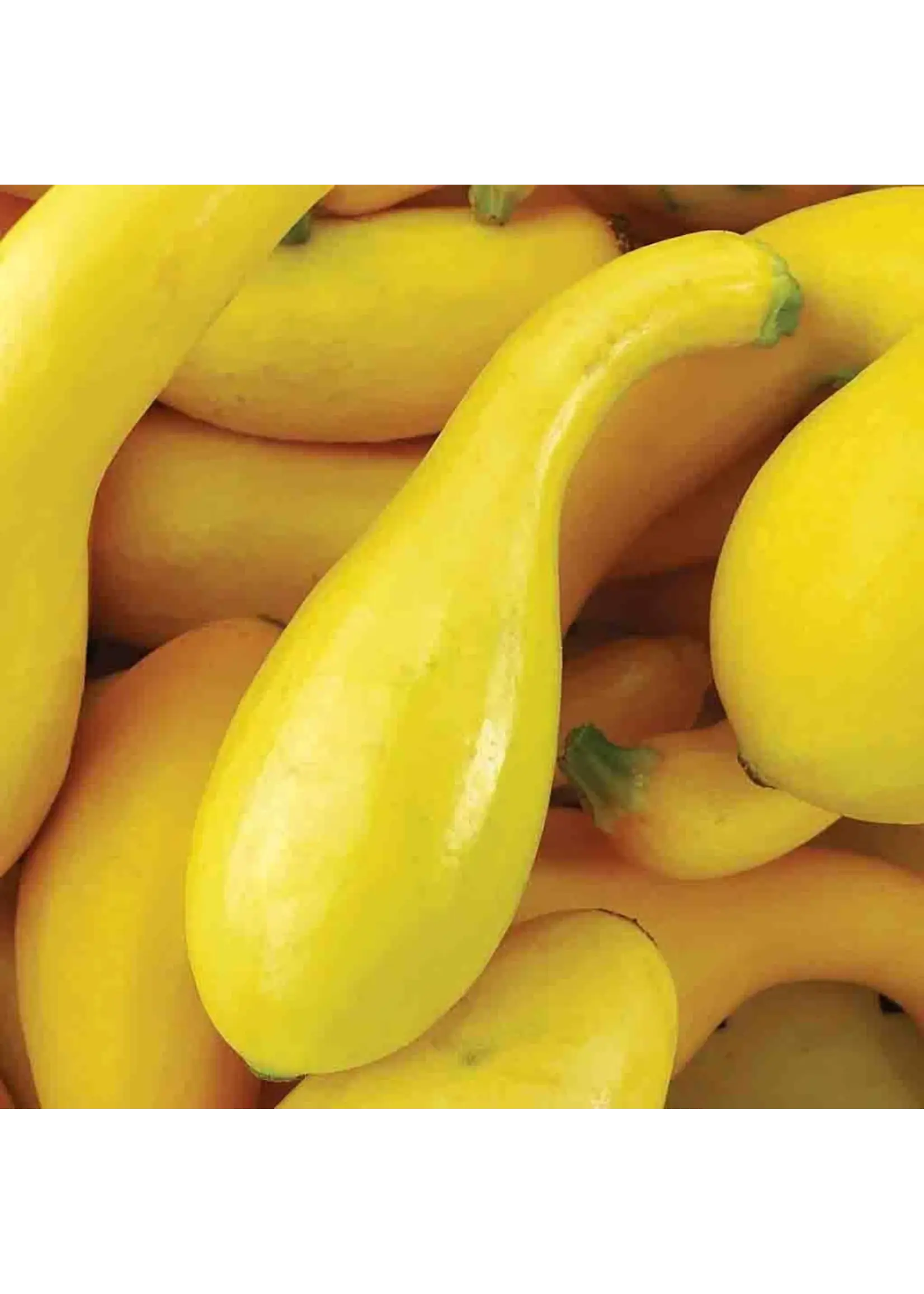 Ferry Morse Squash - Dixie Hybrid