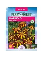 Ferry Morse Marigold - Jolly Jester