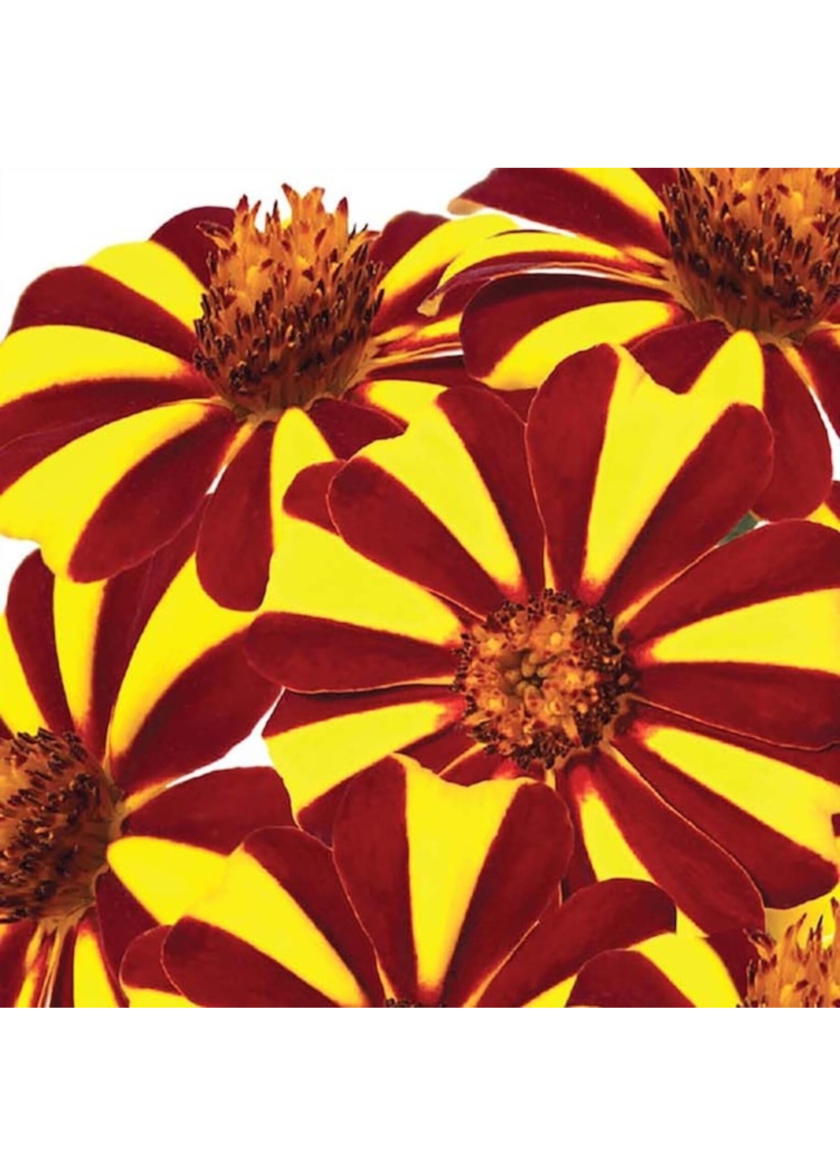 Ferry Morse Marigold - Jolly Jester