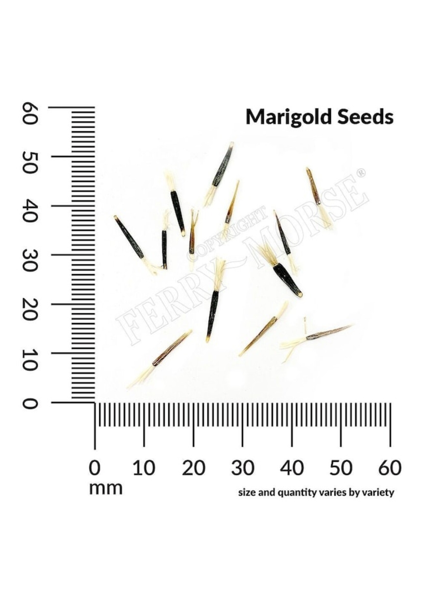 Ferry Morse Marigold - Jolly Jester