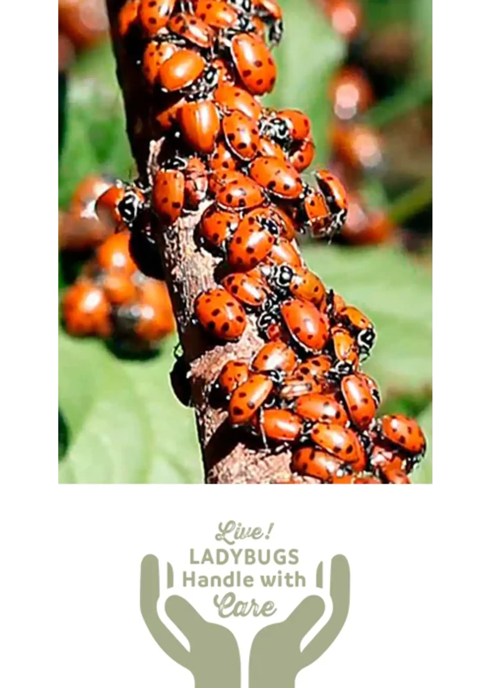 Lady Bugs Direct Lady Bugs Direct Live Ladybugs Freshest from the Source 1500 CT