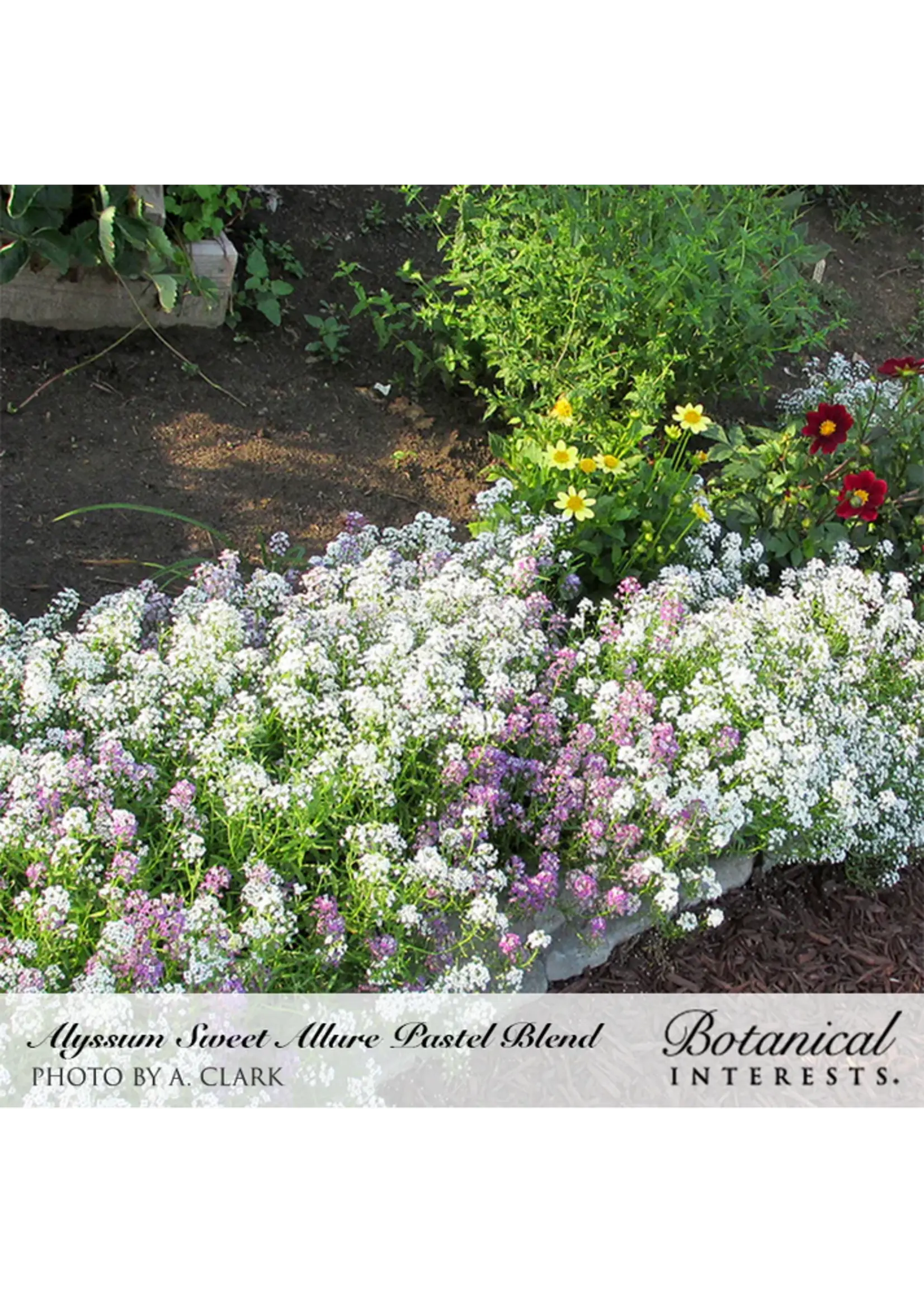 Botanical Interests Alyssum Sweet Allure Pastel Blend