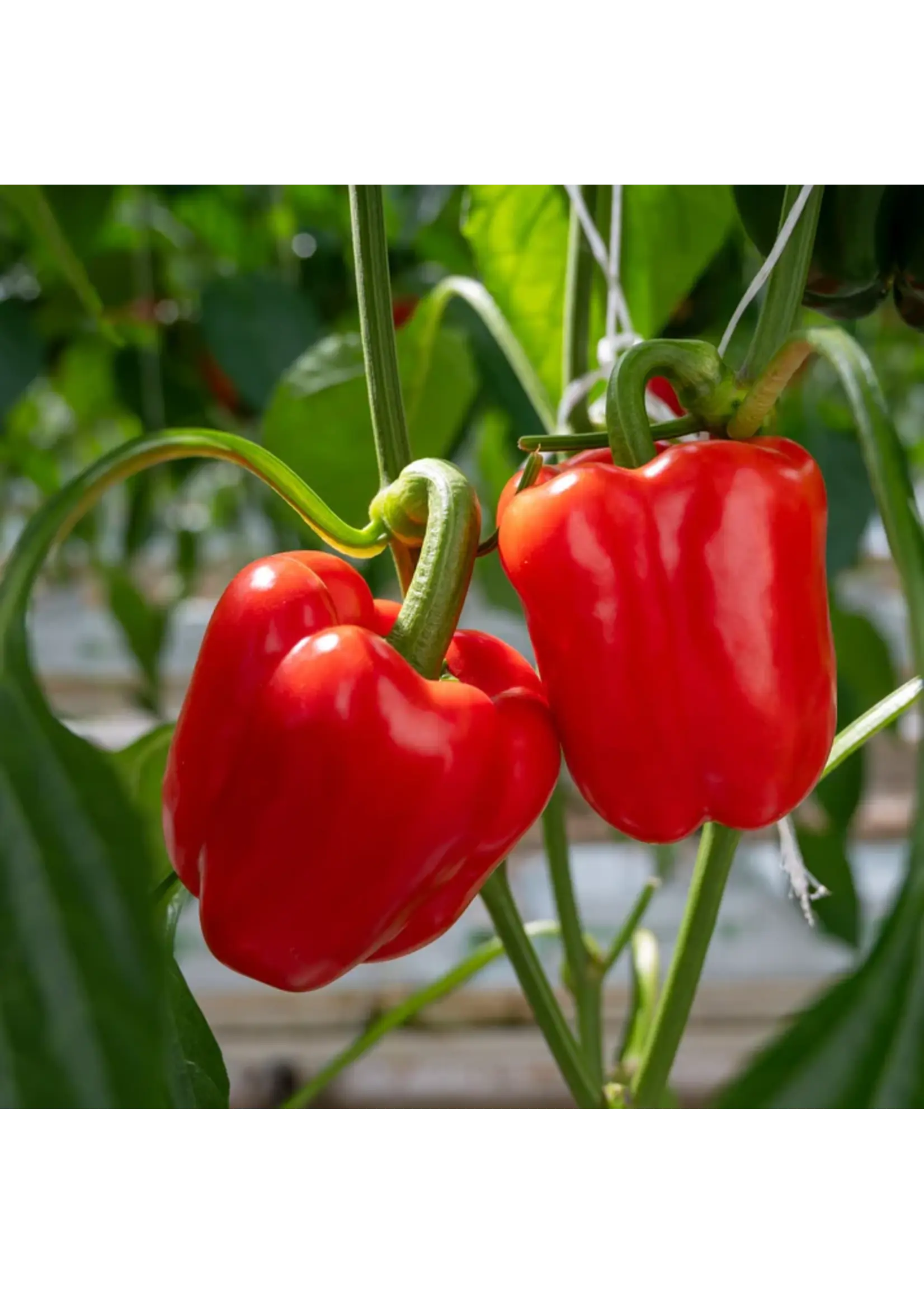 Botanical Interests Pepper Bell California Wonder Green Red Mix Organic