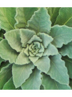Quail Seeds Mullein Herb