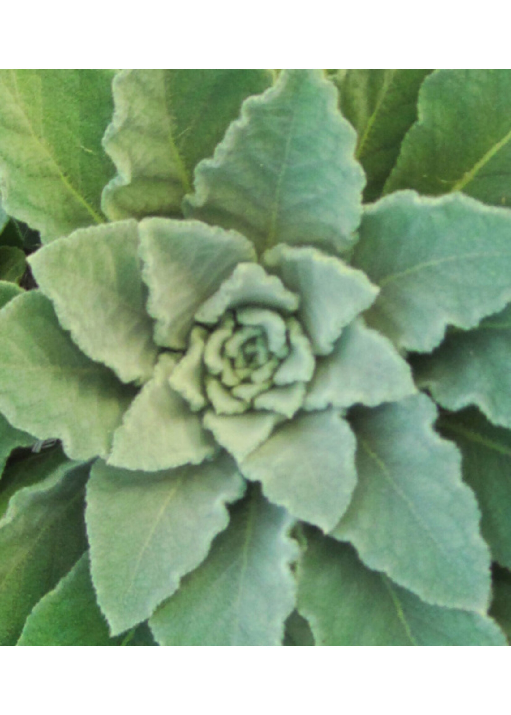 Quail Seeds Mullein Herb