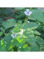 Quail Seeds Marshmallow Herb