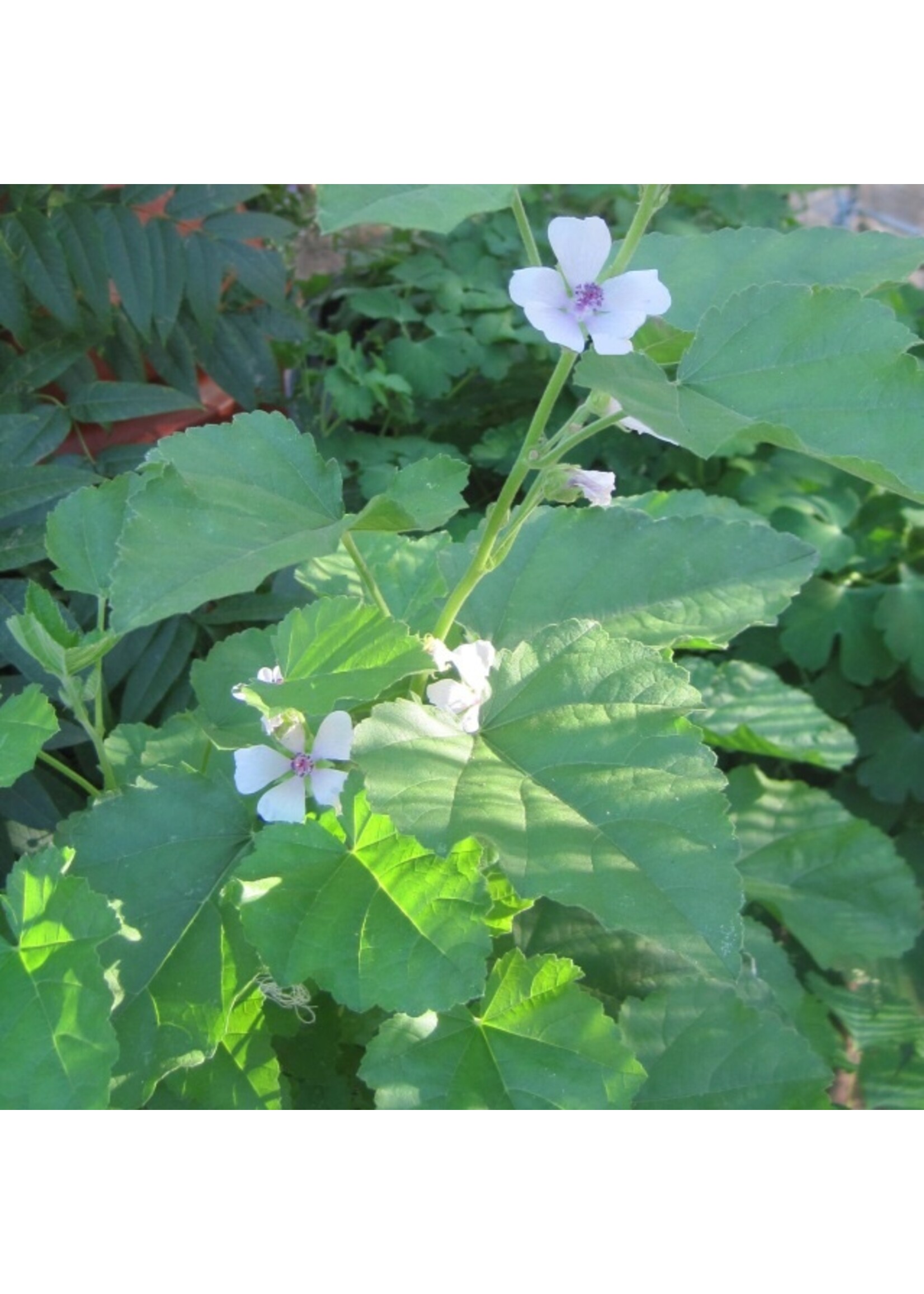 Quail Seeds Marshmallow Herb