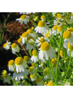 Quail Seeds Chamomile