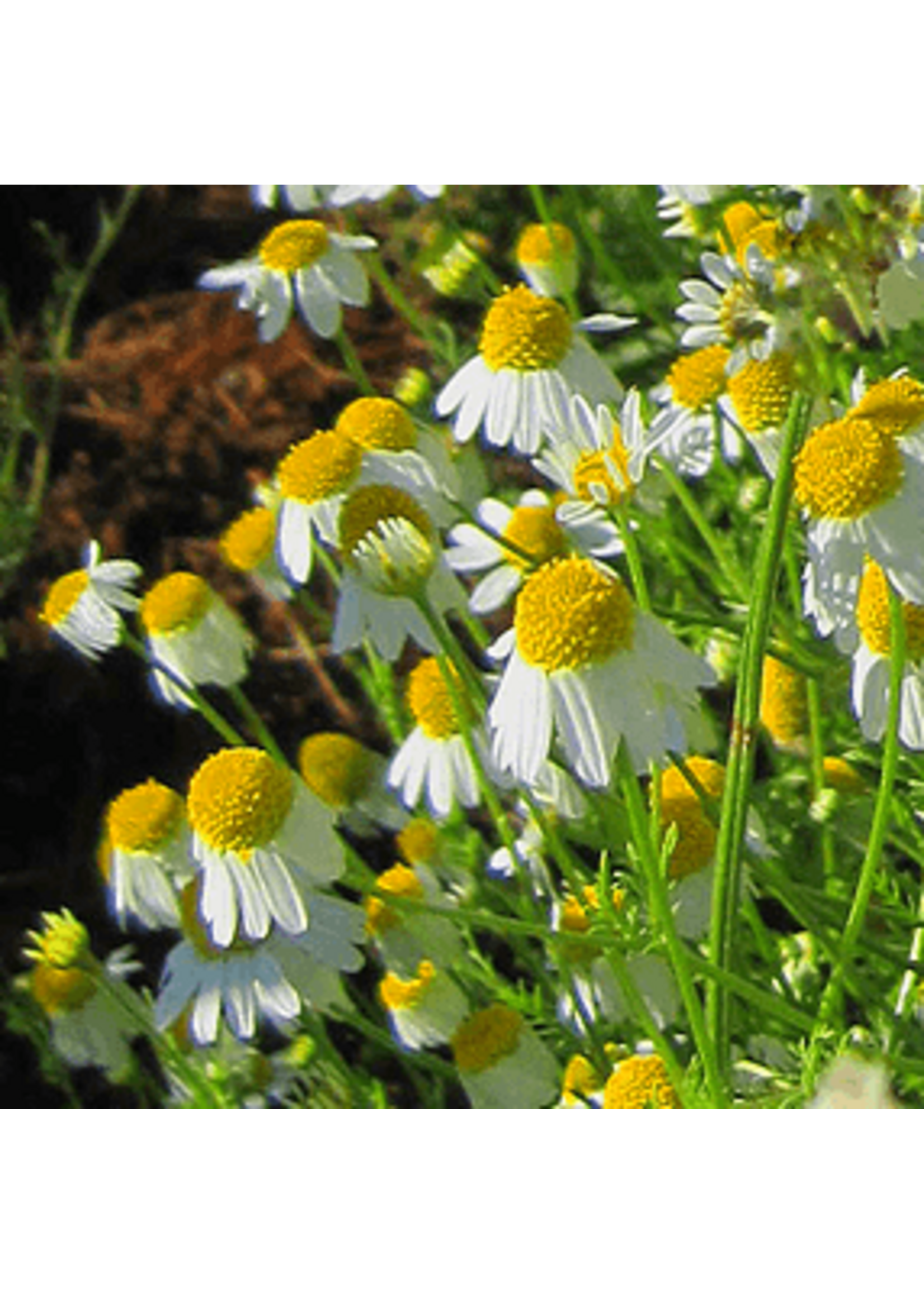 Quail Seeds Chamomile