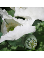 Redwood Seeds Poppy White Peshawar Organic