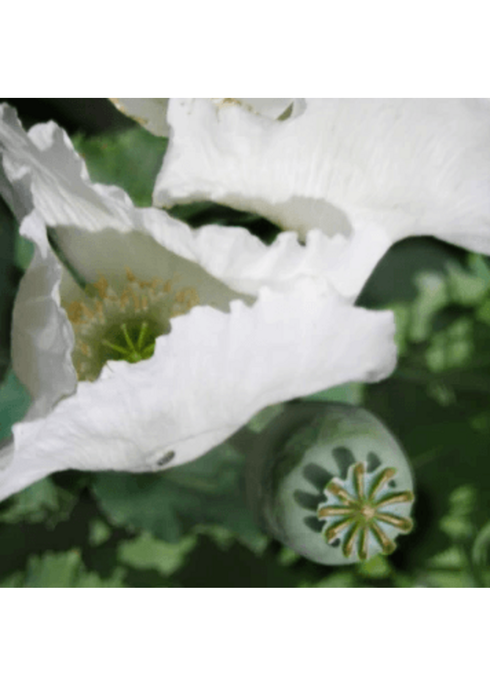 Redwood Seeds Poppy White Peshawar Organic