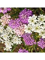 Quail Seeds Edible Flower - Candytuft