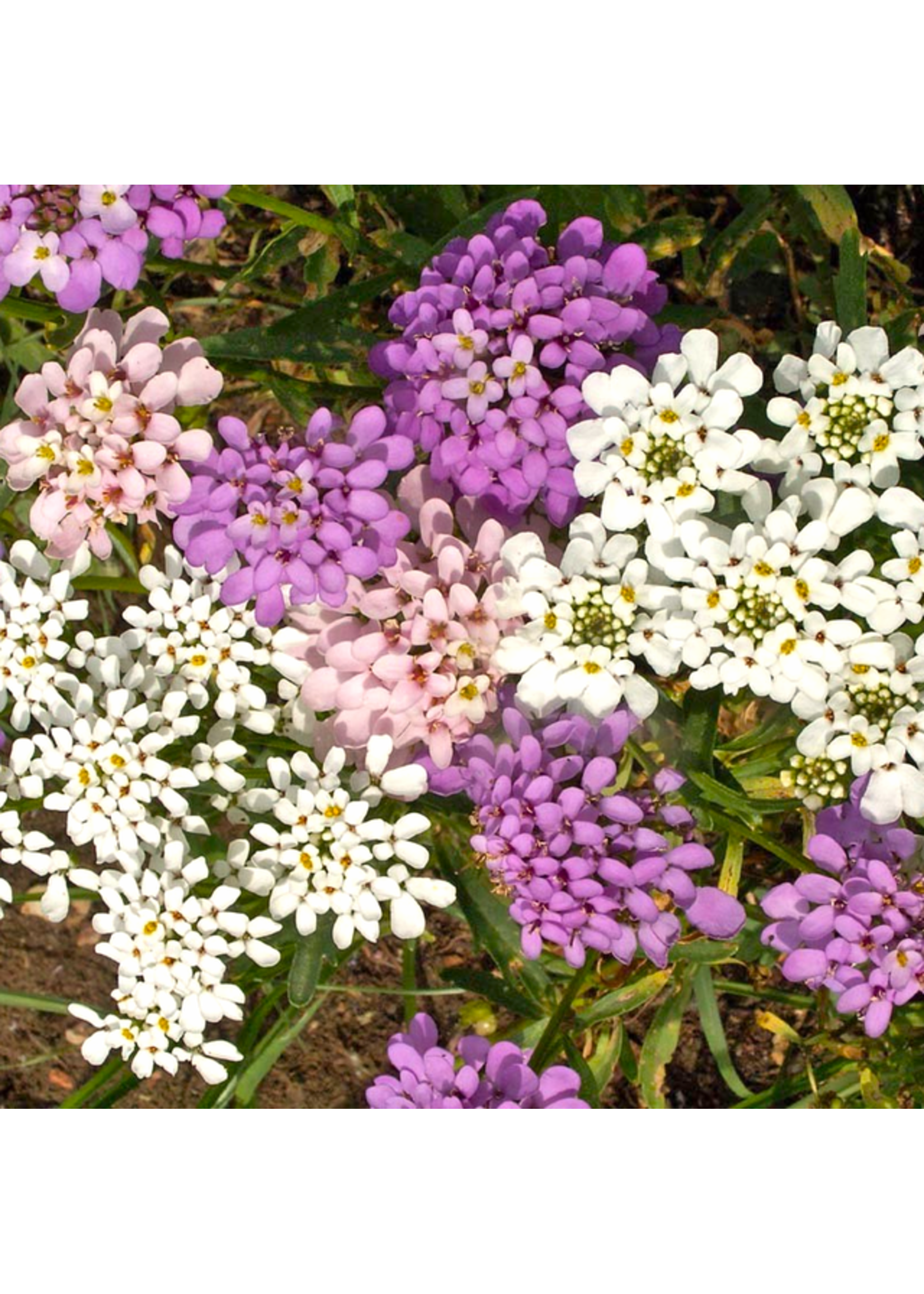 Quail Seeds Edible Flower - Candytuft