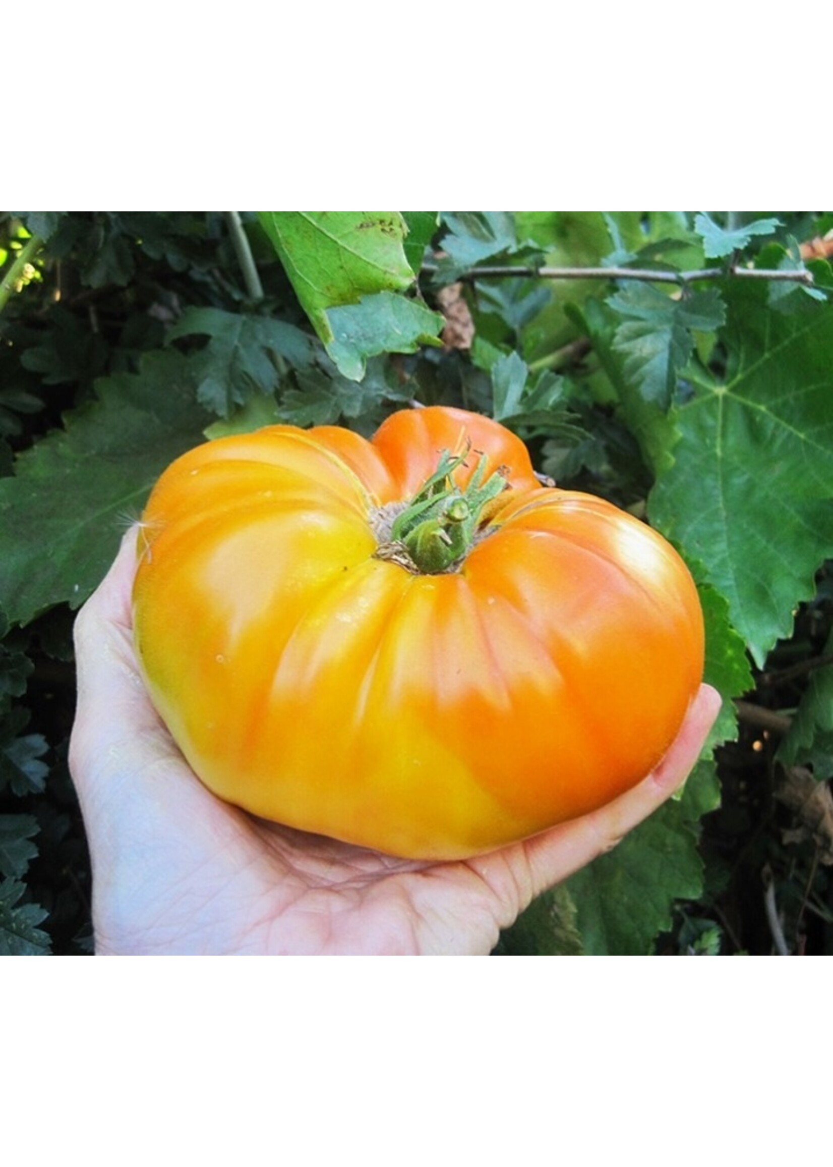 Quail Seeds Tomato Pineapple