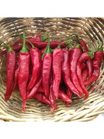 Quail Seeds Pepper Early Korean Hot