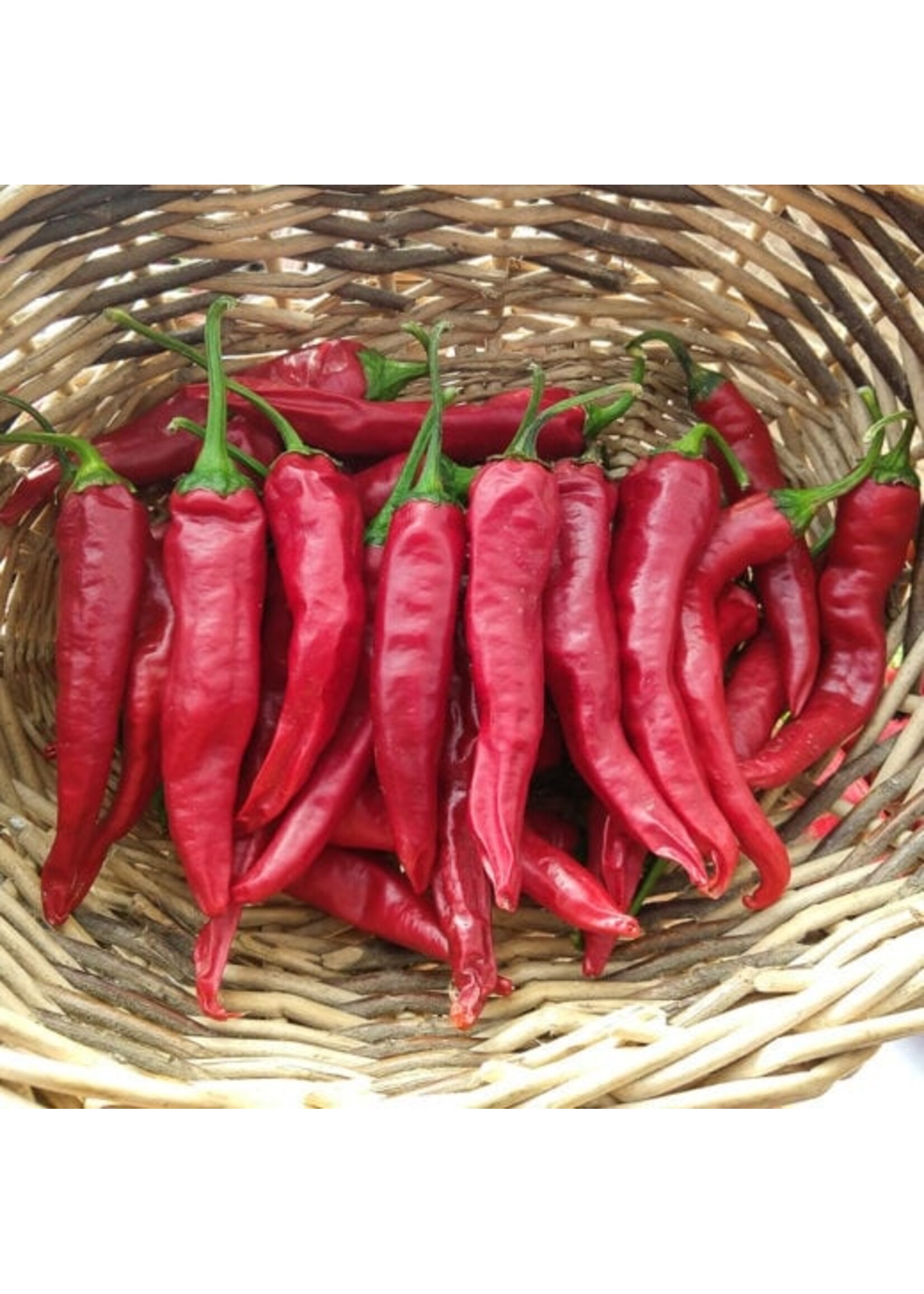 Quail Seeds Pepper Early Korean Hot