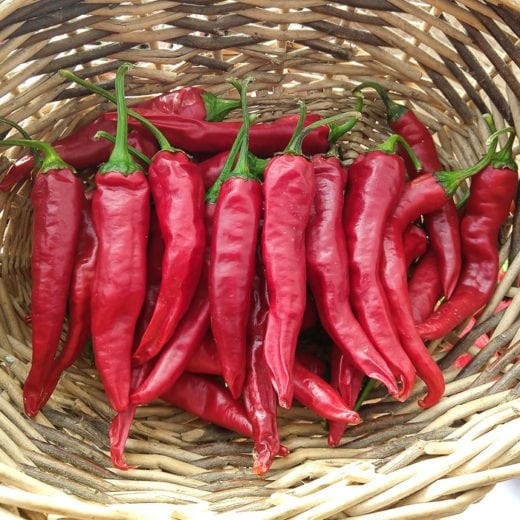 Pepper Early Korean Hot - RASA Garden Supply Company