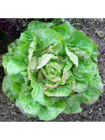 Quail Seeds Lettuce Hungarian Pink Winter