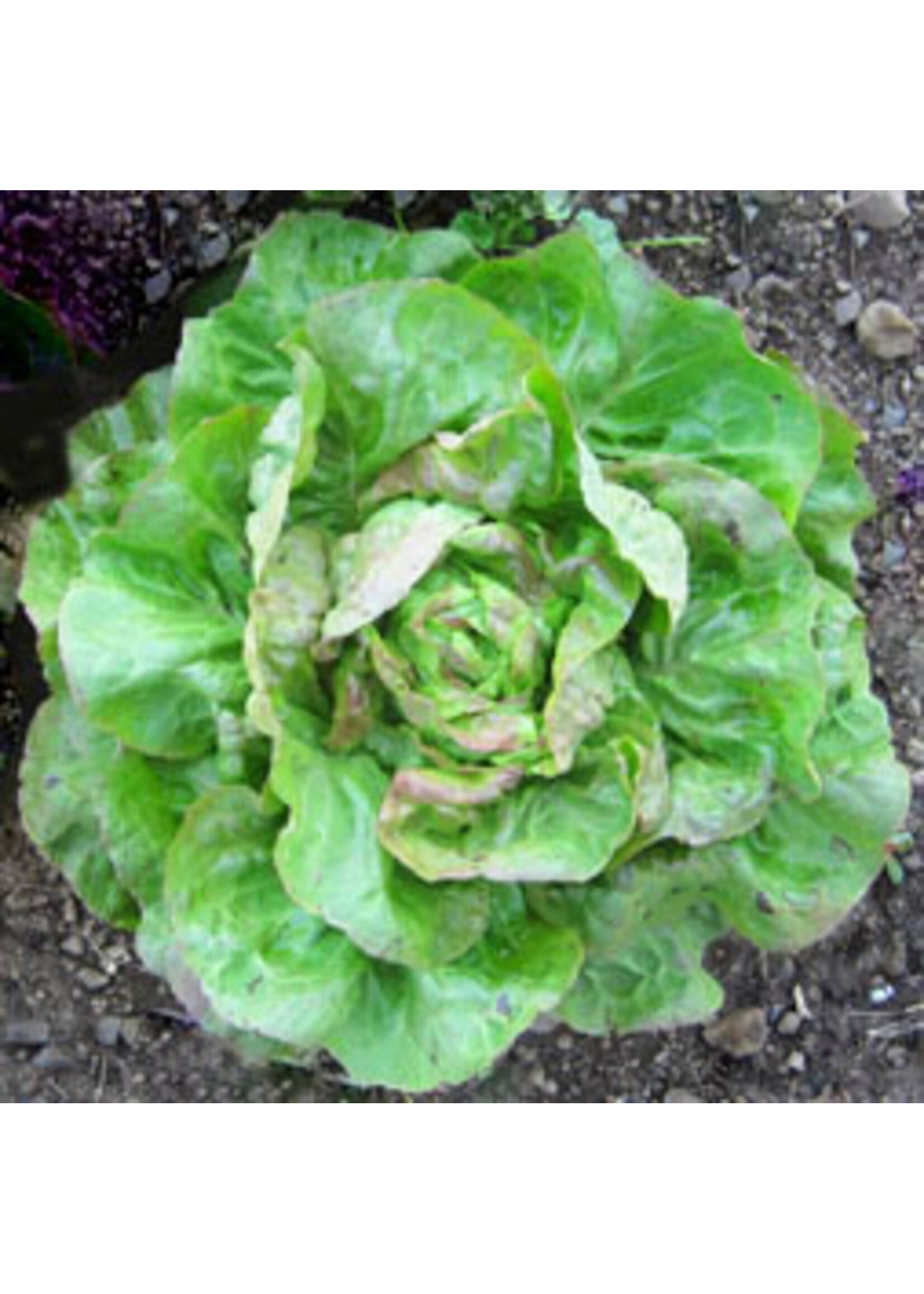 Quail Seeds Lettuce Hungarian Pink Winter