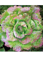 Quail Seeds Lettuce Grandpa Admire's Summer