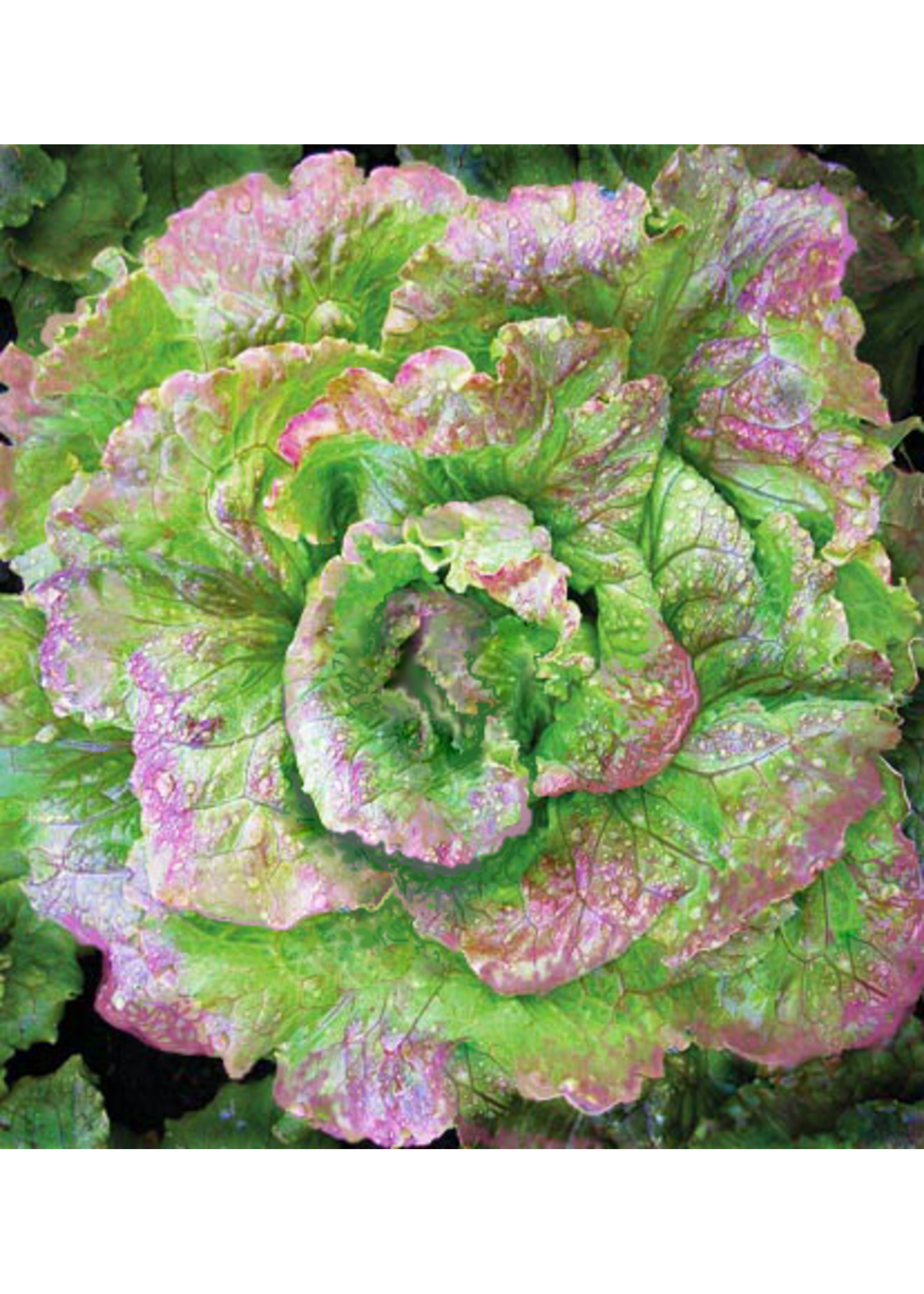Quail Seeds Lettuce Grandpa Admire's Summer