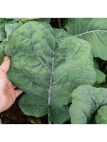 Quail Seeds Kale Madeley Broad-Leaf