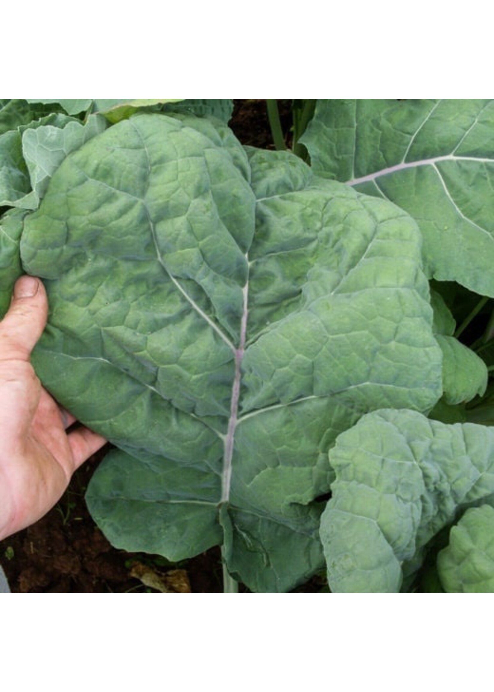 Quail Seeds Kale Madeley Broad-Leaf