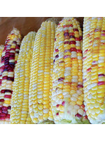 Quail Seeds Festivity Sweet Corn