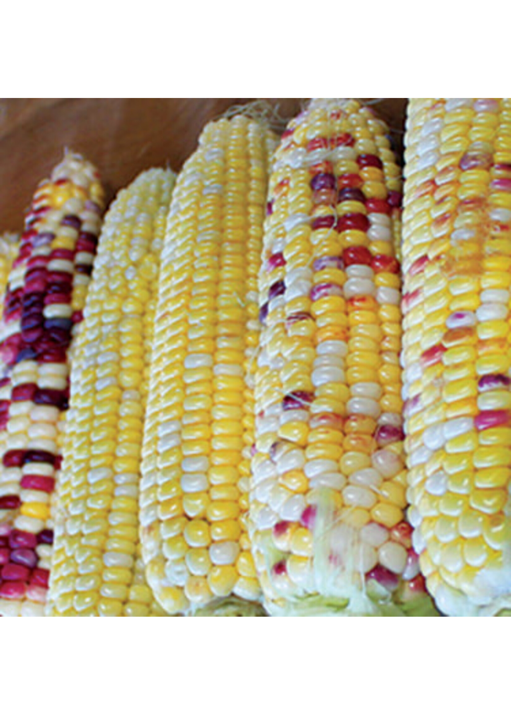 Quail Seeds Festivity Sweet Corn