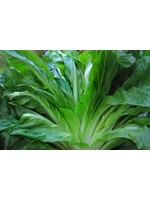 Quail Seeds Sugarloaf Chicory