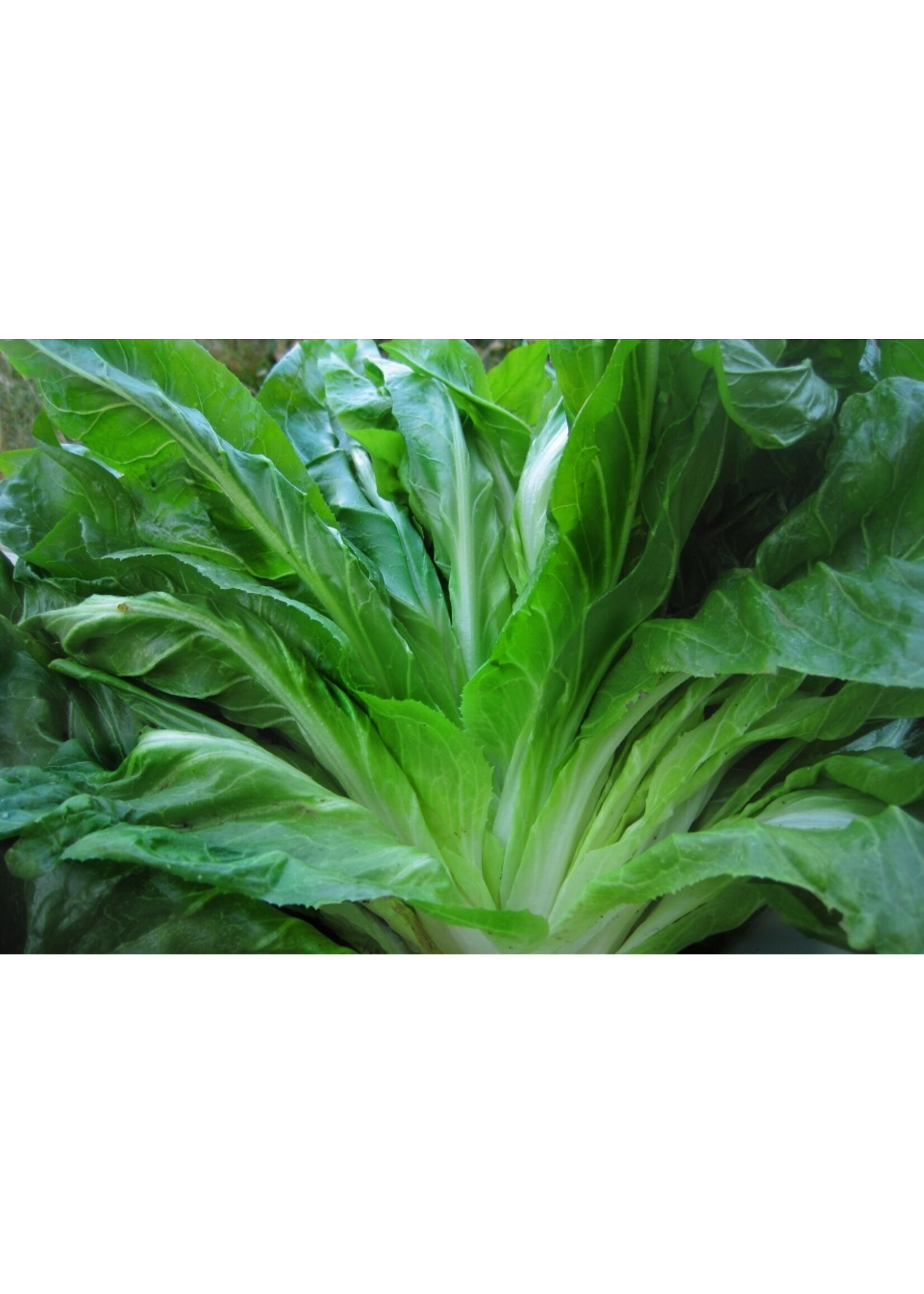 Quail Seeds Sugarloaf Chicory
