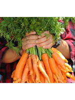 Quail Seeds Carrot - Juwarot