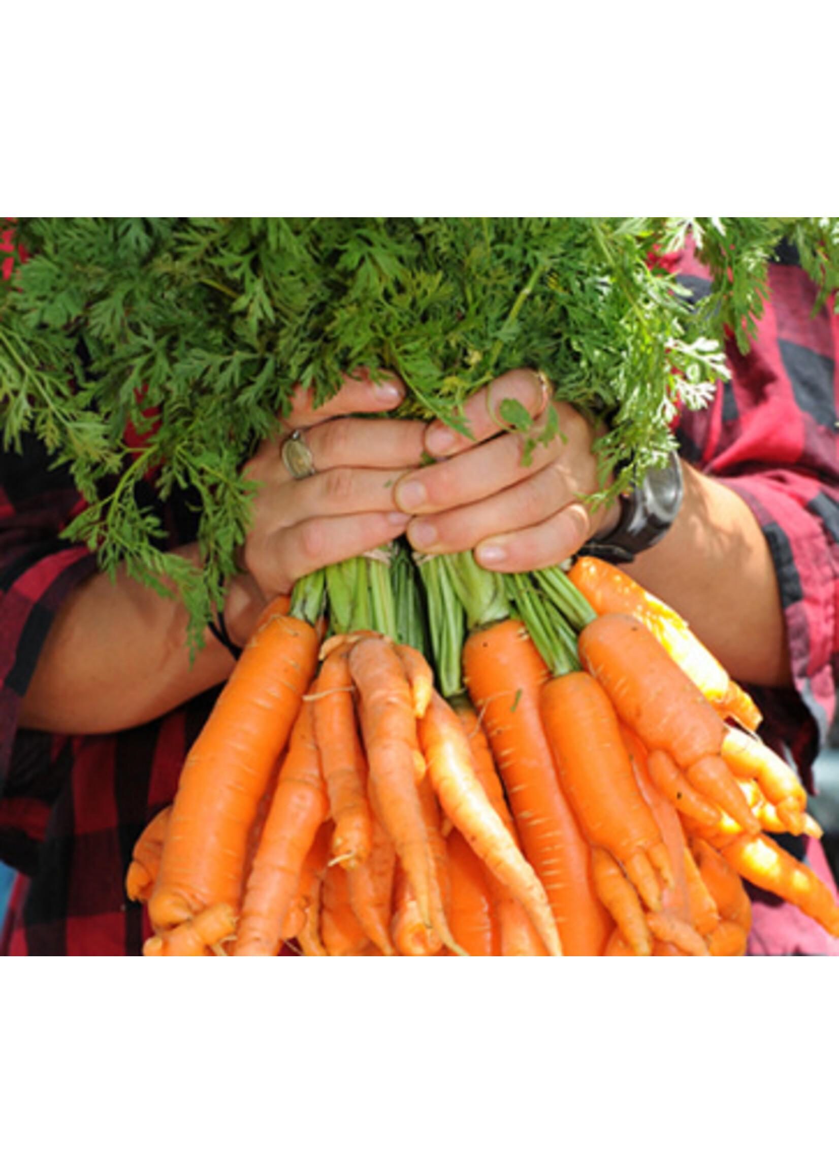 Quail Seeds Carrot - Juwarot