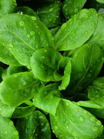 Quail Seeds Mache Salad Greens