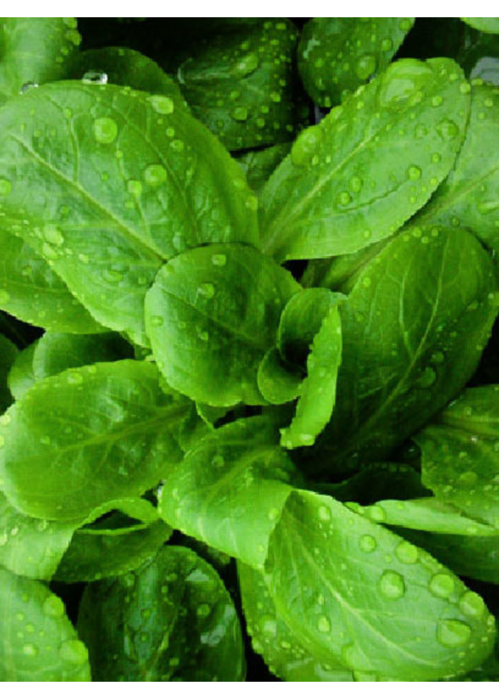 Quail Seeds Mache Salad Greens