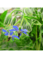 Quail Seeds Quail Seeds Borage