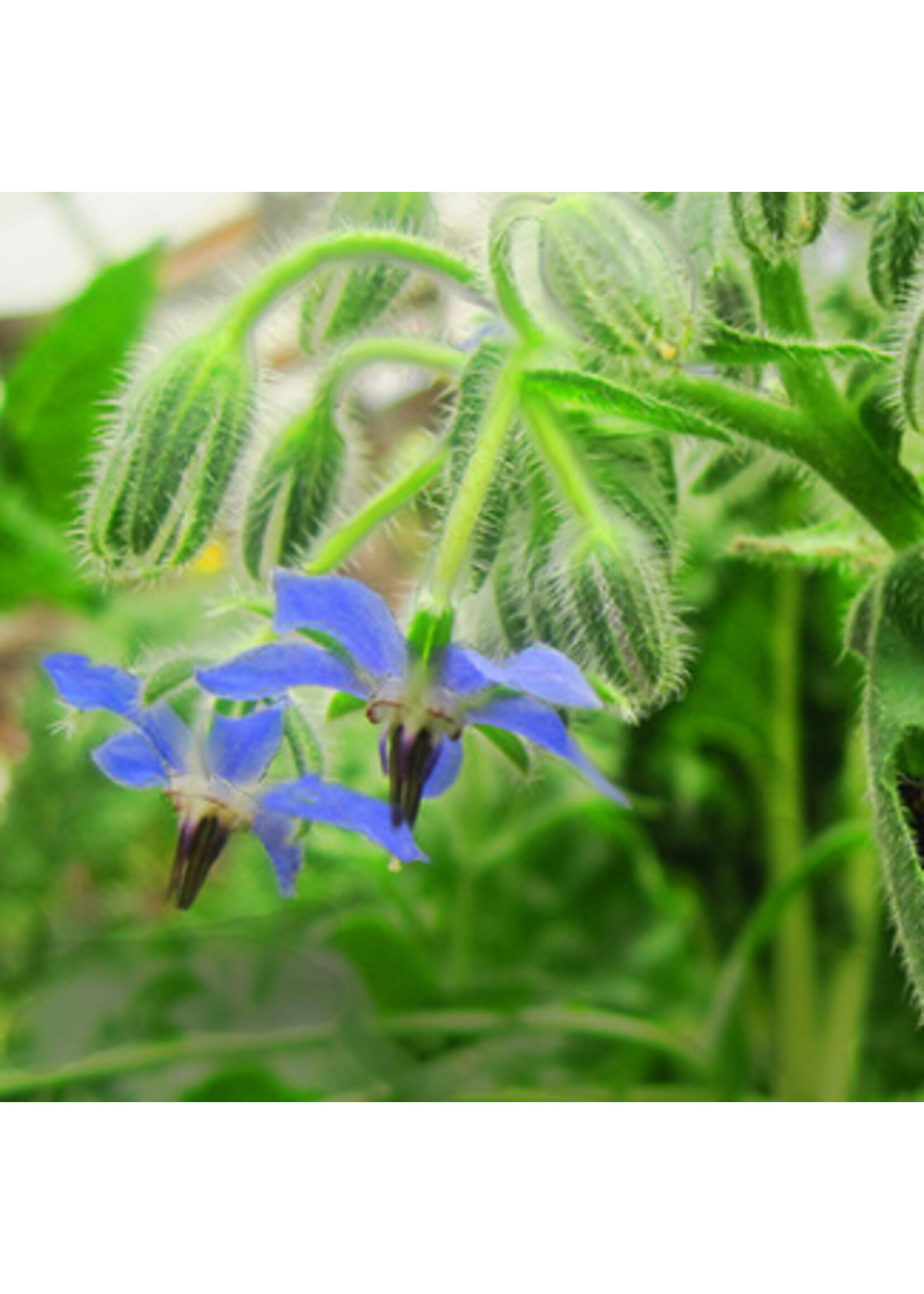Quail Seeds Quail Seeds Borage