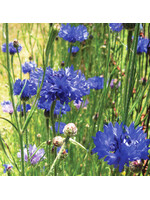 Quail Seeds Cornflower - Bachelor's Button
