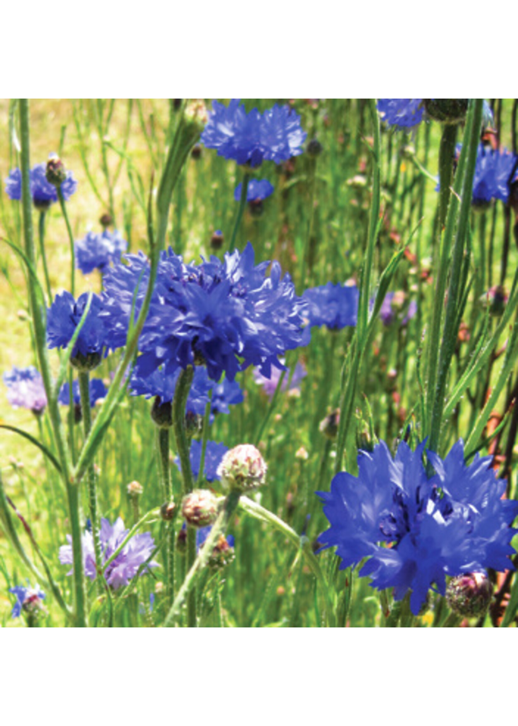 Quail Seeds Cornflower - Bachelor's Button