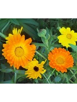 Quail Seeds Pacific Beauty Calendulas