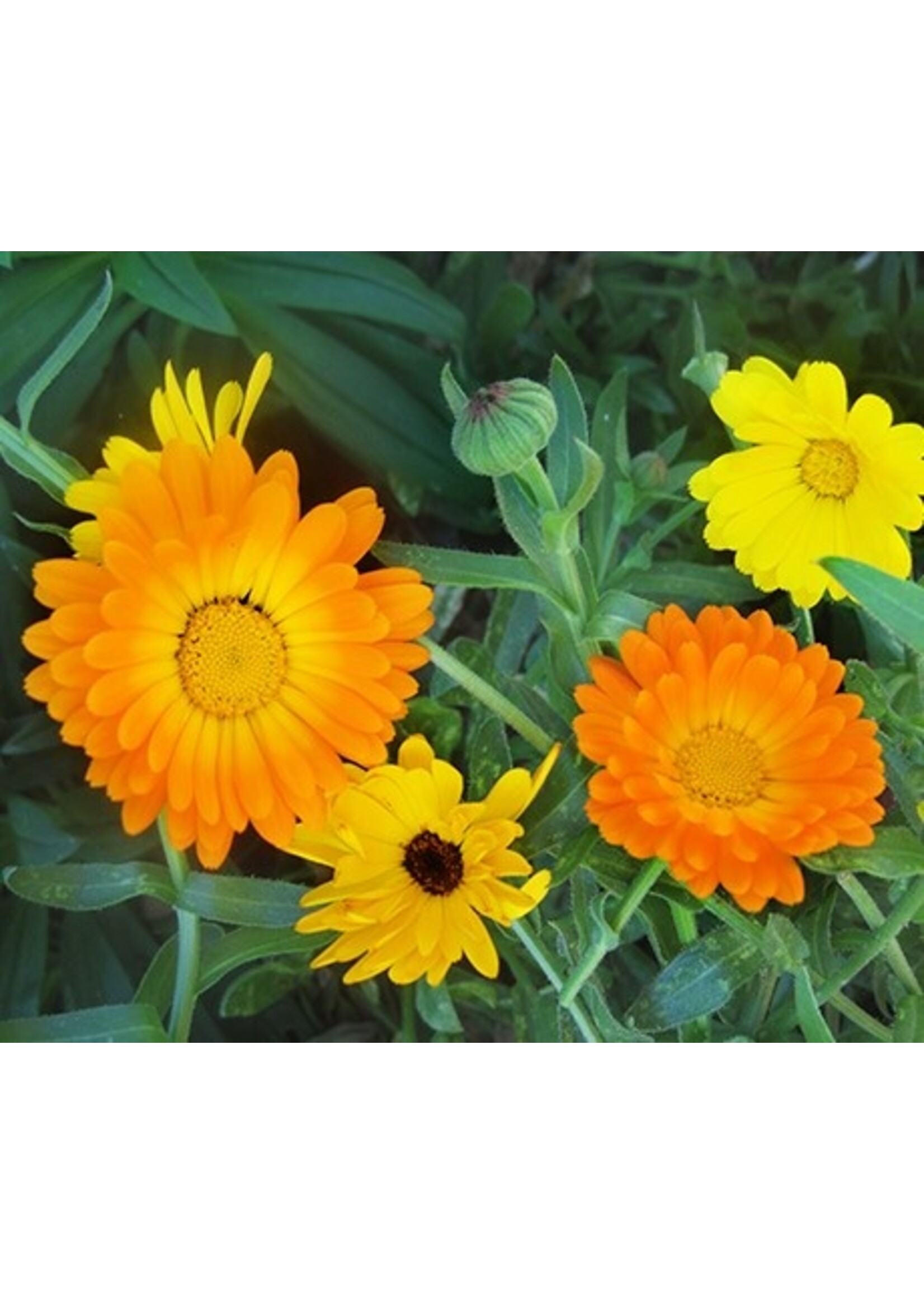Quail Seeds Calendulas - Pacific Beauty